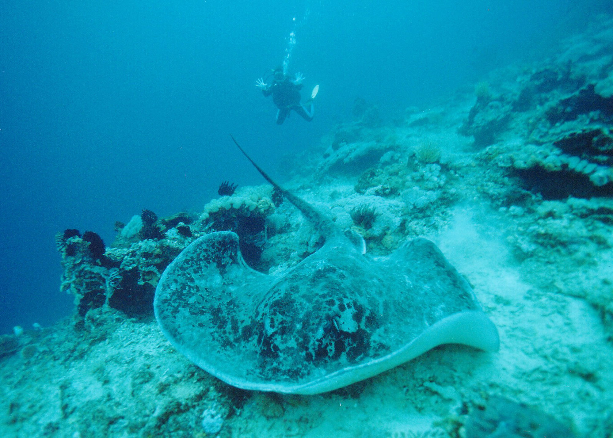 Pondok Jenggala Nusa Lembongan  Luaran gambar